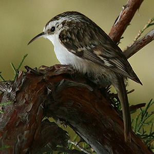 Hodgson's Treecreeper